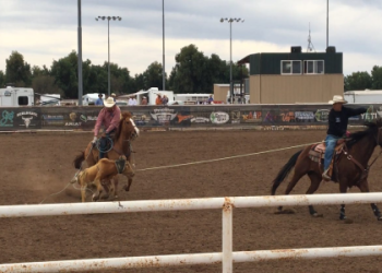 Roper Sports News: Your Ultimate Source for Rodeo and Team Roping Updates