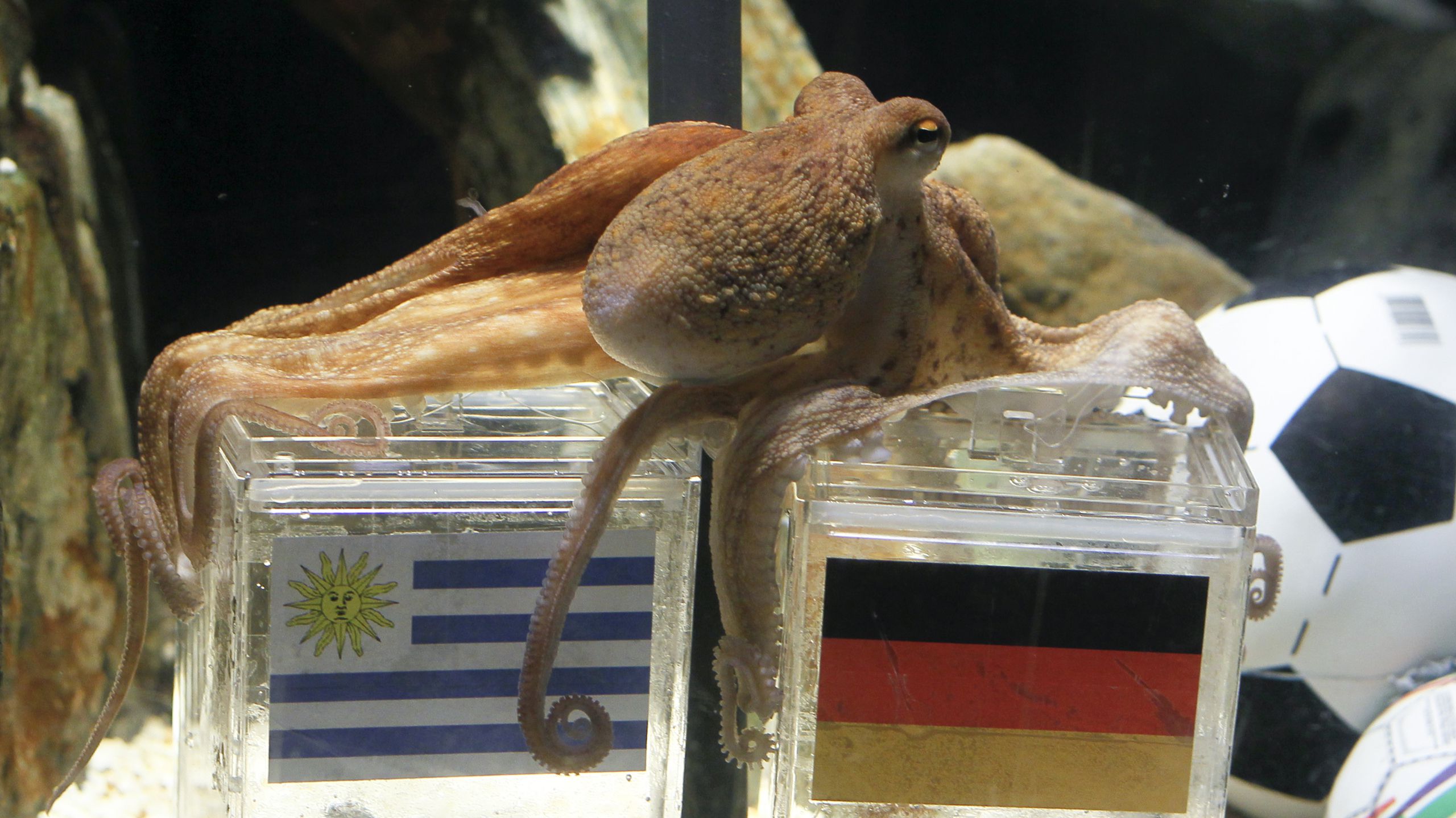 7 Surprising Secrets Behind How Octopus Predicts Football Results Like an Expert