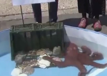 7 Surprising Secrets Behind How Octopus Predicts Football Results Like an Expert