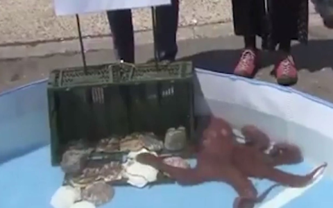 7 Surprising Secrets Behind How Octopus Predicts Football Results Like an Expert